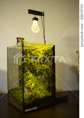 Moss terrarium 88659705