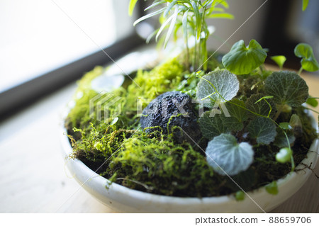 Moss terrarium Moss terrarium 88659706