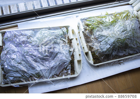 Moss terrarium 88659708