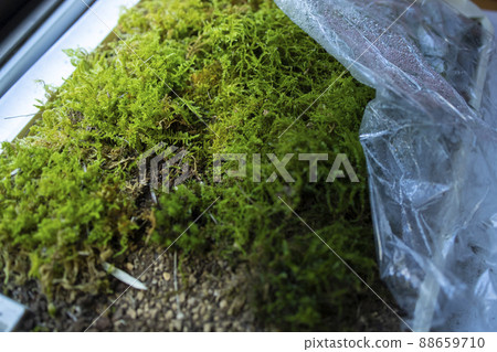 Moss terrarium 88659710