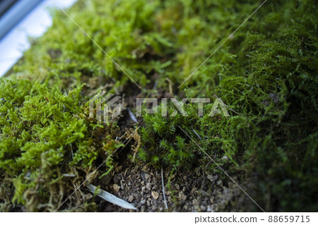 Moss terrarium 88659715