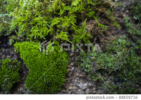 Moss terrarium 88659716