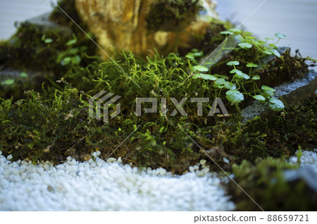 Moss terrarium 88659721