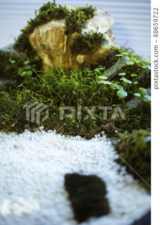 Moss terrarium 88659722