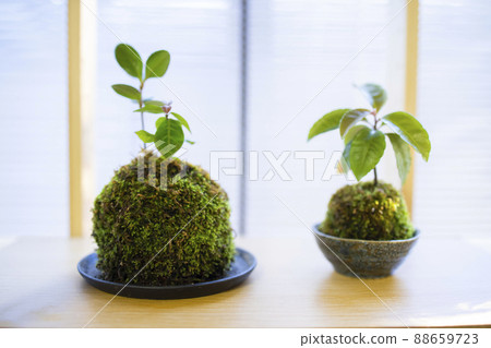 Moss terrarium 88659723