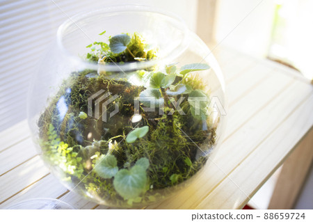 Moss terrarium Moss terrarium 88659724