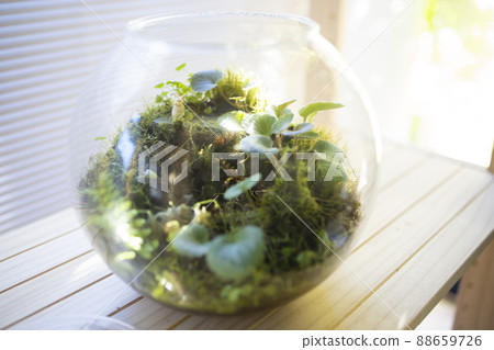 Moss terrarium 88659726