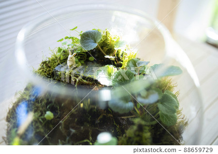 Moss terrarium 88659729