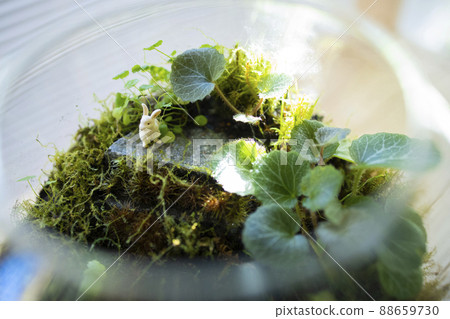 Moss terrarium 88659730