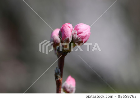 Rutemomo 芽 88659762