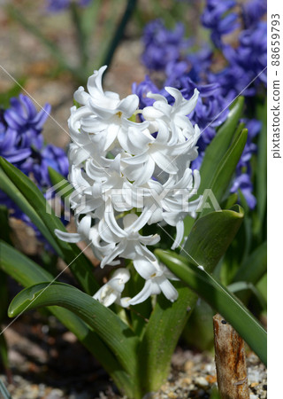 White hyacinth 88659793