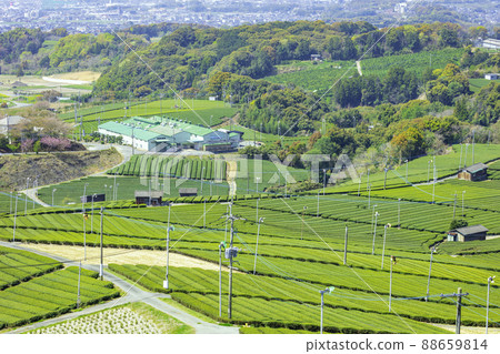 Beautiful Yame Chuo Tea Garden, a tea-producing region that represents Fukuoka Prefecture Beautiful Yame Chuo Tea Garden, a tea-producing region that represents Fukuoka Prefecture 88659814