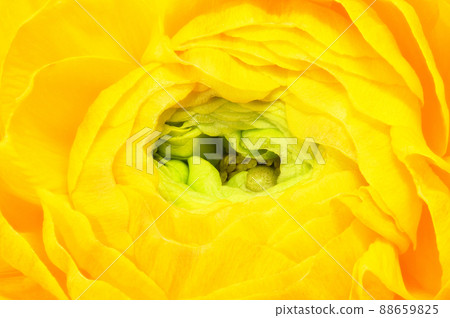 【毛茛】（深度合成） 88659825