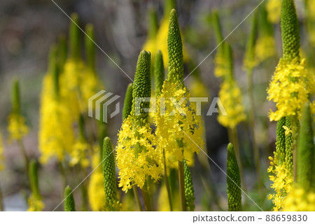 Burvinella · Floribunda 88659830