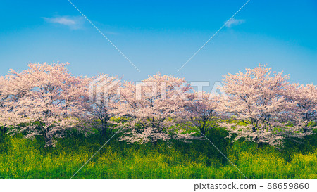 Scenery of spring bank where cherry blossom trees and rape blossoms bloom under the blue sky 16: 9 f-3 film style Scenery of spring bank where cherry blossom trees and rape blossoms bloom under the blue sky 16: 9 f-3 film style 88659860