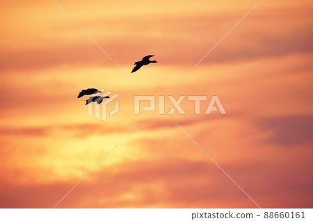 橙色的夕陽和一群白額鵝（宮島沼，北海道） 88660161