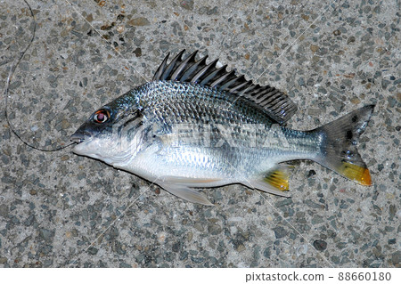 Kibire caught at the estuary 88660180