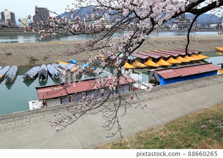Spring castle town 72 (Gifu City, Gifu Prefecture: Gifu Park) Spring castle town 72 (Gifu City, Gifu Prefecture: Gifu Park) 88660265