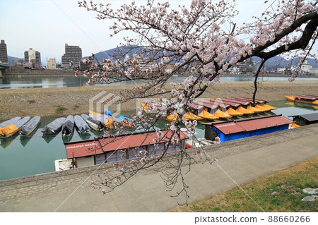 春天城下町73（岐阜縣岐阜市：岐阜公園） 88660266