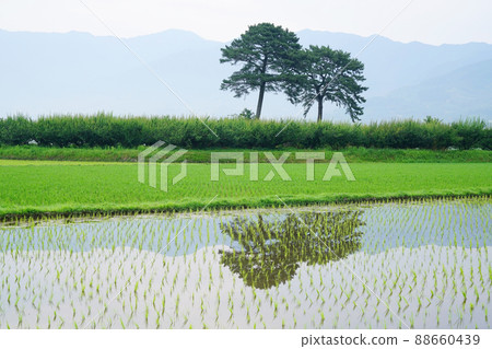 Pyeongsari couple song 88660439