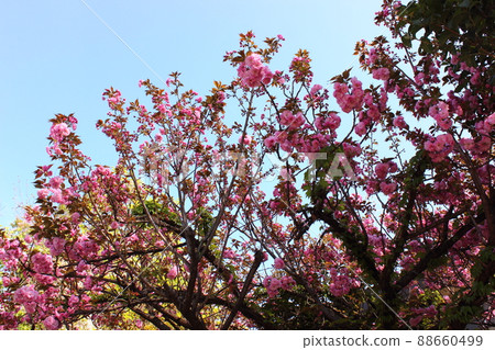 Pink double cherry blossoms blooming along the Myoshoji River in the spring sun (1) 88660499
