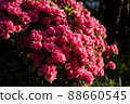 Azalea that hits the morning sun 88660545
