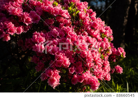 Azalea that hits the morning sun 88660545