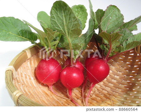 radish, 88660564