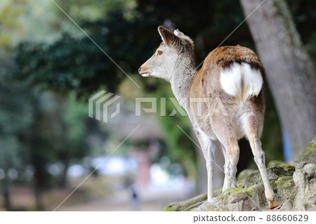 冬天奈良公園的一隻小鹿 88660629
