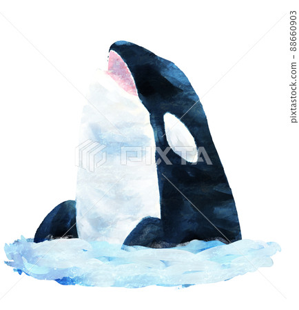 Orca doing spy hops 88660903