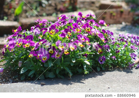 Flowers shining in spring Flowers shining in spring 88660946