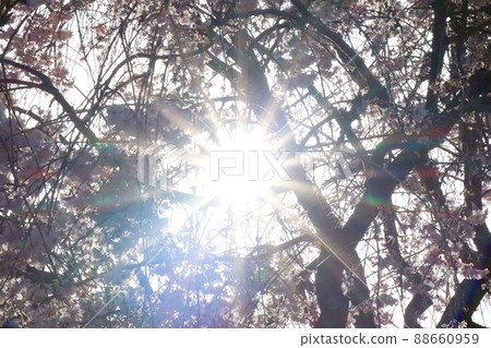 Backlight Sakura 88660959