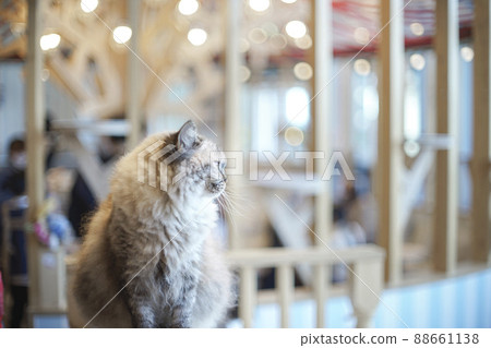 Cat cafe cat 88661138