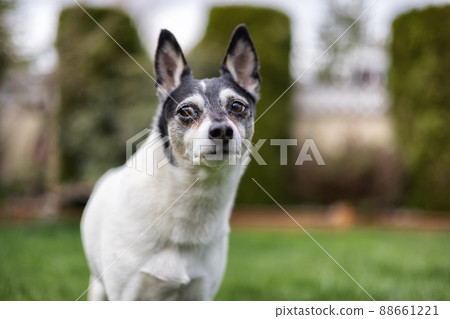 Toy Fox Terrier Dog playing on grass outside. Toy Fox Terrier Dog playing on grass outside. 88661221
