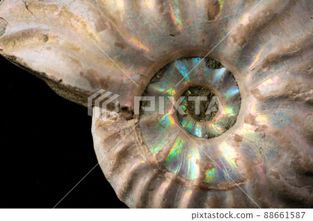 菊石的化石 菊石的化石 88661587