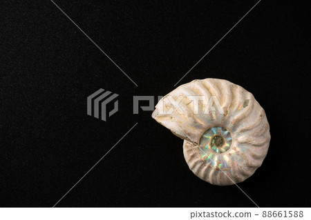 菊石的化石 88661588