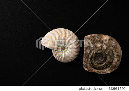 菊石的化石 88661591