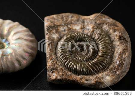 菊石的化石 88661593