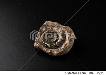 Fossil of ammonite 88661594
