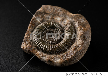 Fossil of ammonite 88661595