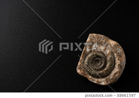Fossil of ammonite 88661597