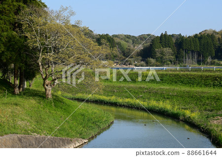 Mizusawa River in Spring, Mutsuzawa Town, Chiba Prefecture 88661644