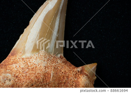 Shark teeth fossils 88661694