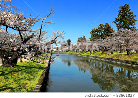 100個日本櫻花景點,鶴岡公園的櫻花 100個日本櫻花景點,鶴岡公園的櫻花 88661827