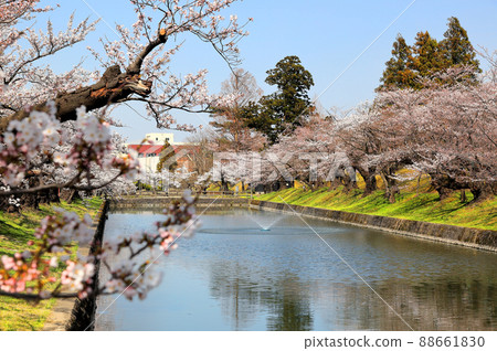 100個日本櫻花景點,鶴岡公園的櫻花 100個日本櫻花景點,鶴岡公園的櫻花 88661830