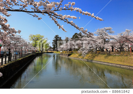 100個日本櫻花景點,鶴岡公園的櫻花 100個日本櫻花景點,鶴岡公園的櫻花 88661842