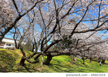 100 selections of Japanese cherry blossom spots, cherry blossoms in Tsuruoka Park 100 selections of Japanese cherry blossom spots, cherry blossoms in Tsuruoka Park 88661858