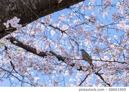 櫻花和鳥類 88661909