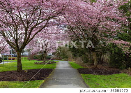Cherry Blossom Trees over a scenic path in a neighborhood. Cherry Blossom Trees over a scenic path in a neighborhood. 88661970
