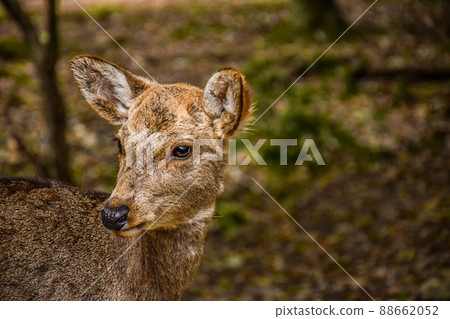 Deer in Nara Park Deer in Nara Park 88662052